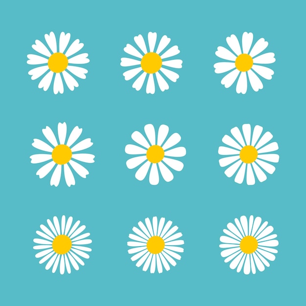 Blooming Daisy Collection marguerite pétale blanche qui fleurit au printemps