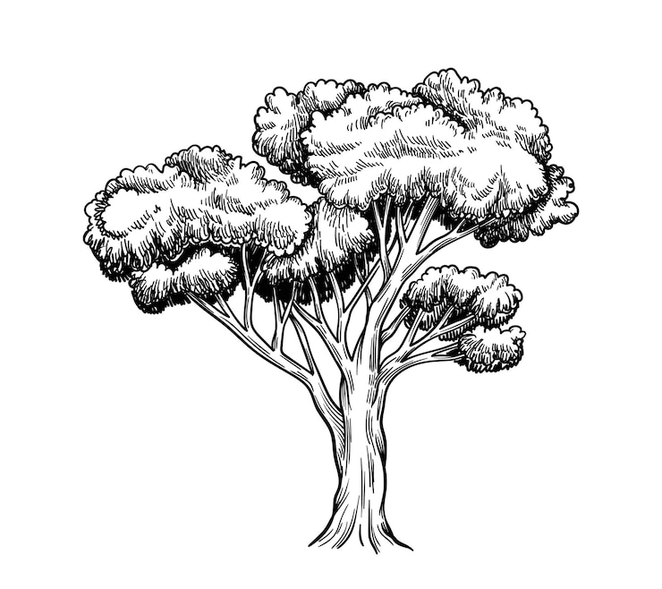 Vecteur bois de chêne croquis dessiné à la main créativité minimaliste et objet d'art silhouette gravée d'une plante modèle et disposition illustration vectorielle plate linéaire isolée sur fond blanc
