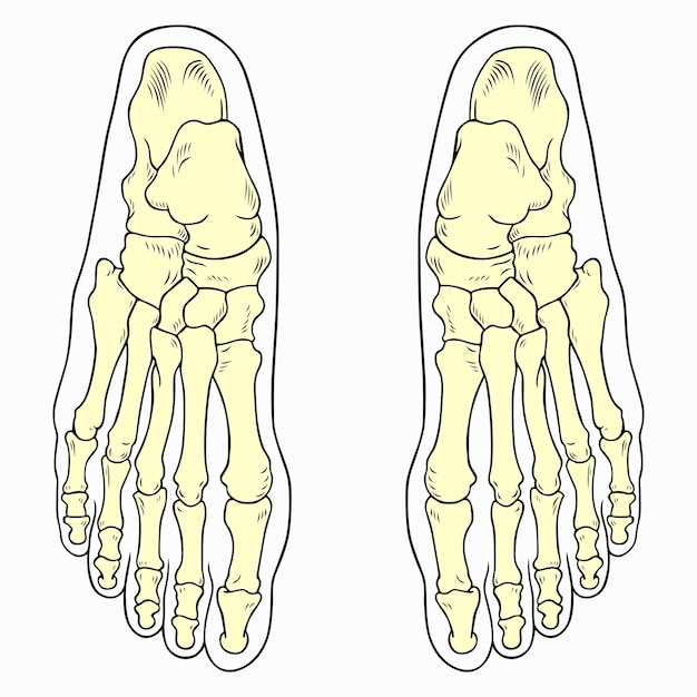 Vecteur bones pied