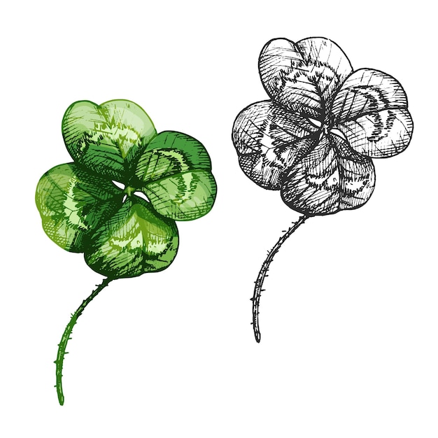 Vecteur bonne chance trèfle à quatre feuilles. illustration d'éclosion vintage de couleur vectorielle isolée sur fond blanc.