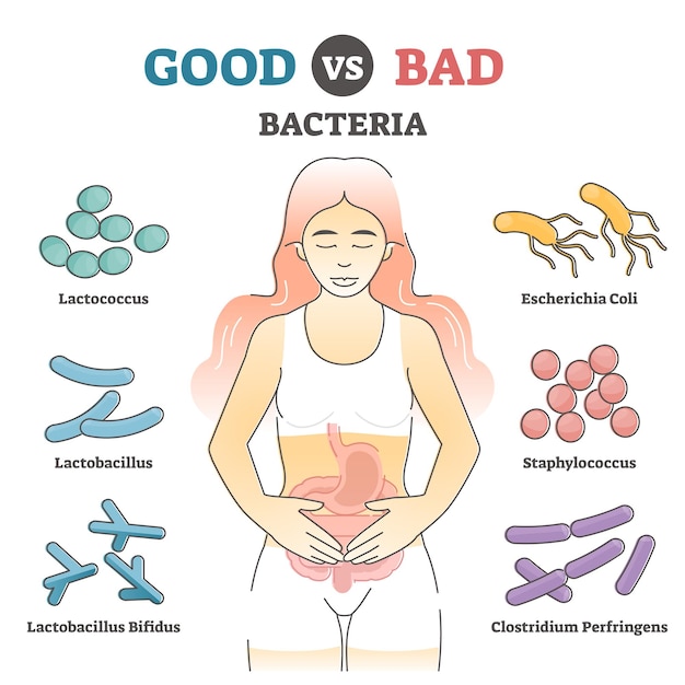 Bonnes vs mauvaises bactéries comme exemples de flore intestinale dans le schéma de principe pédagogique. Exemples anatomiques avec des micro-organismes dans l'estomac ou l'illustration vectorielle du système de digestion. Bien-être intestinal et soins de santé