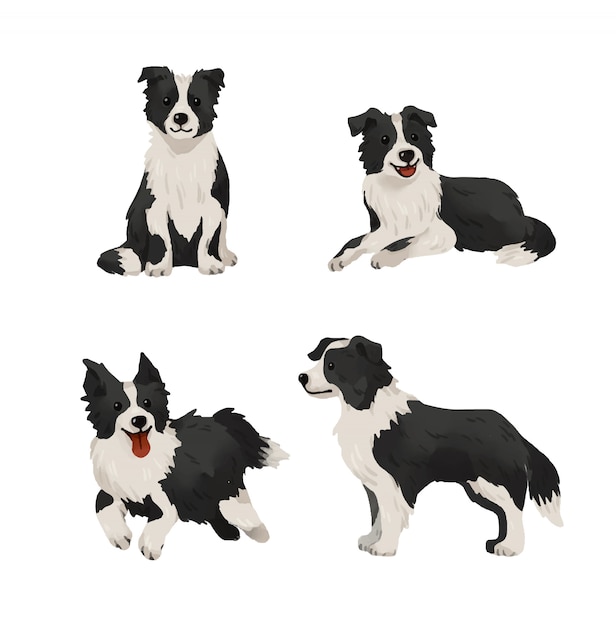 Border collie