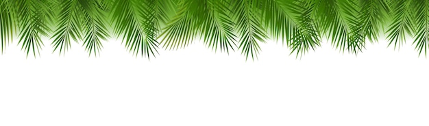 La bordure de la feuille de palmier verte est isolée sur un fond blanc.