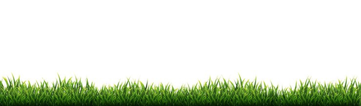 Vecteur bordure d'herbe verte avec fond blanc