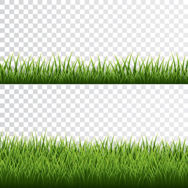 Bordure D'herbe Verte Sur Fond Transparent.