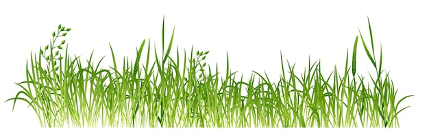 Bordure D'herbe Verte Prairie Plantes Réalistes Poussant