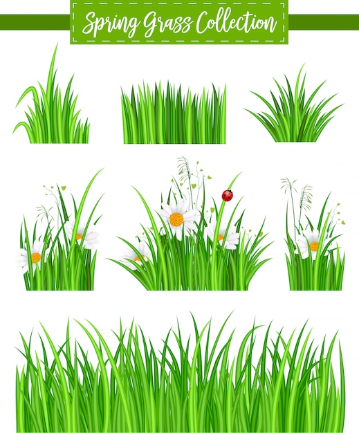 Bordure Sertie D'herbe Verte Et De Fleurs