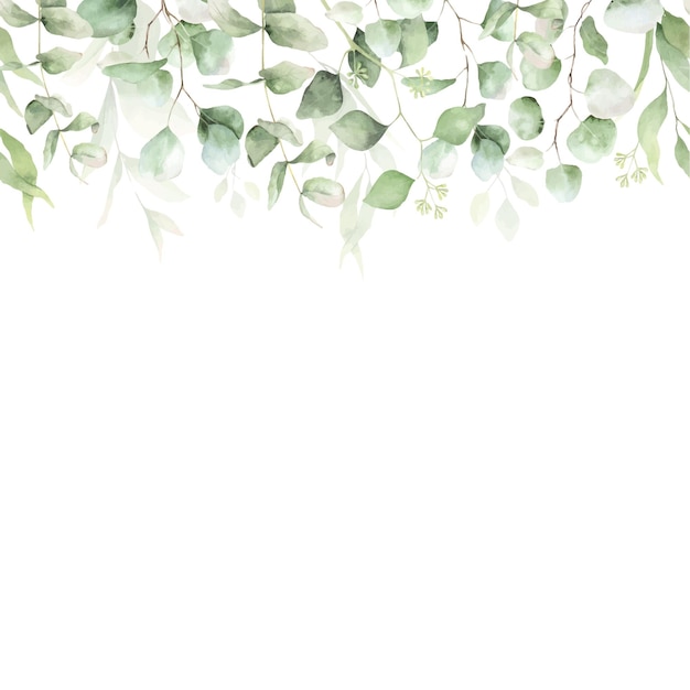 Bordure transparente de feuille verte d'eucalyptus Illustration florale aquarelle