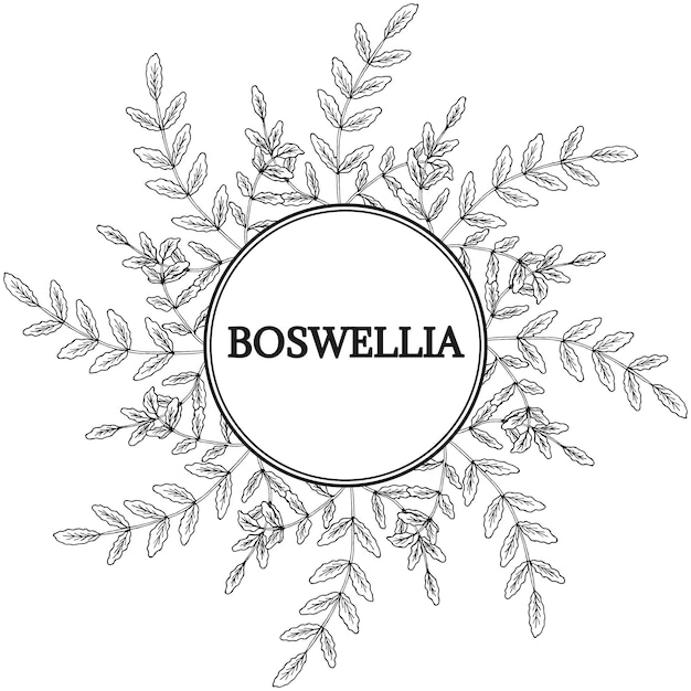 Boswellia cadre rond 1