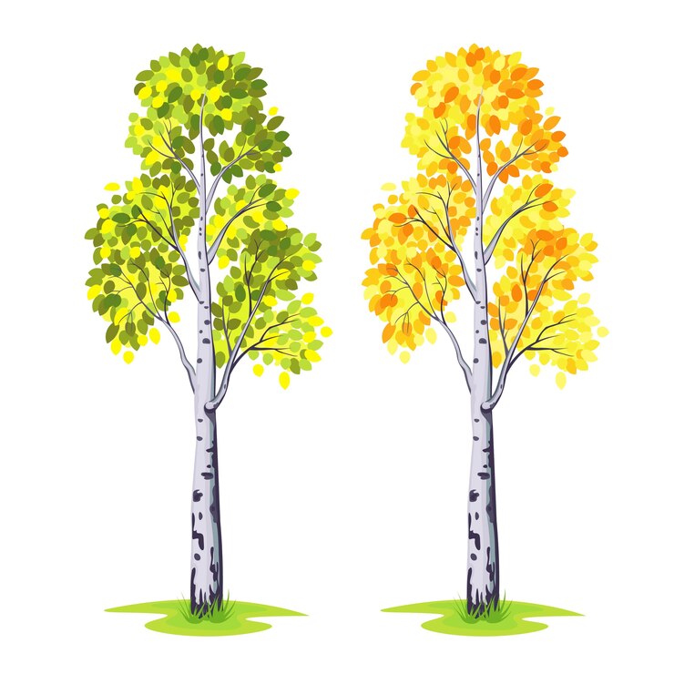 Vecteur bouleau d'arbre sur fond blanc. illustration.