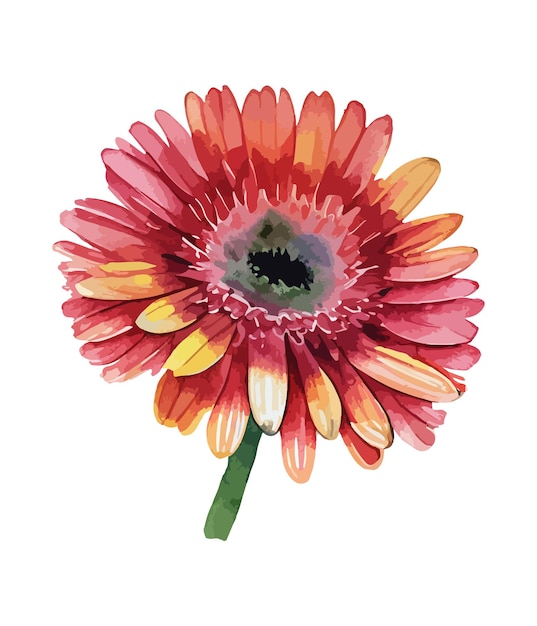 Bouquet aquarelle de fleur de gerbera isolé sur fond blanc Arrangements floraux aquarelles