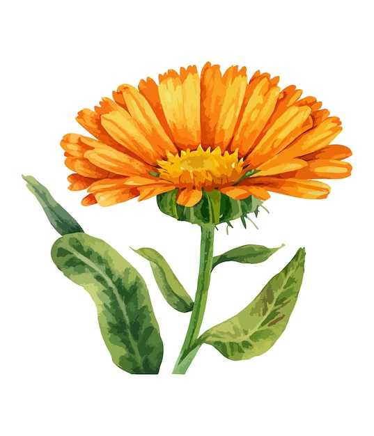 Vecteur bouquet aquarelle de fleur de gerbera orange isolé sur fond blanc bouquet floral aquarelle