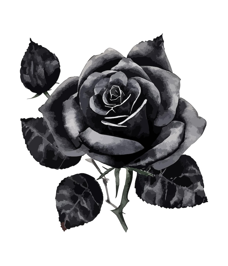 Vecteur bouquet aquarelle de fleur rose noire isolé sur fond blanc arrangements floraux aquarelles