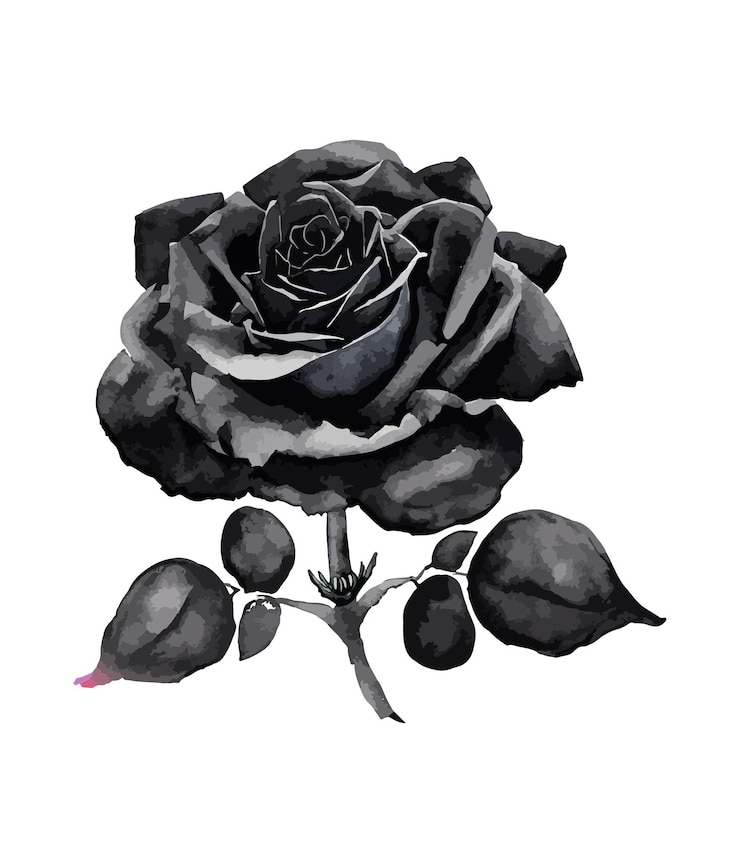Vecteur bouquet aquarelle de fleur rose noire isolé sur fond blanc arrangements floraux aquarelles