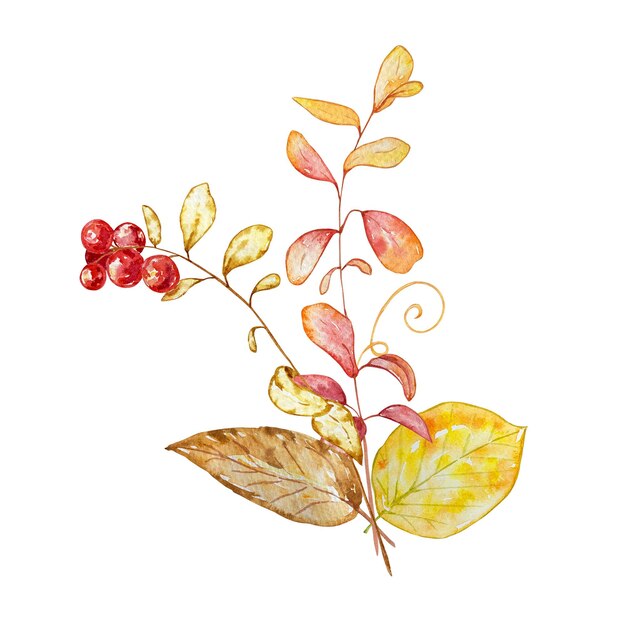 Bouquet D'aquarelle, Illustration Botanique, Composition D'automne, De Feuilles D'automne Lumineuses Et De Baies Sur Fond Blanc