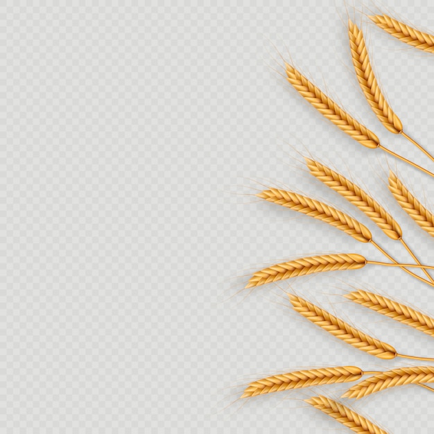 Bouquet d'épis de blé, illustration réaliste de grains entiers séchés