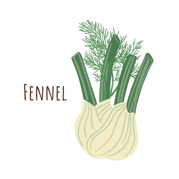 Bouquet De Fenouil Et Collection De Brindilles Séparées épicées D'herbes. Style Plat. Illustration Vectorielle