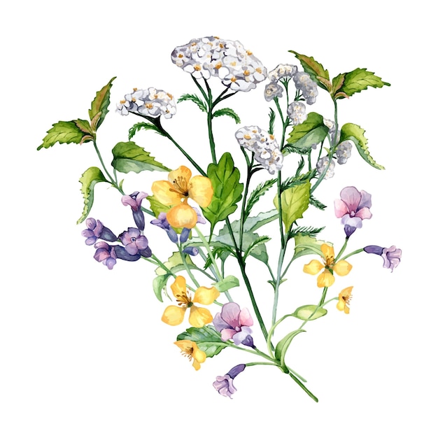 Bouquet d'herbes de plantes médicinales sauvages illustration aquarelle isolé sur fond blanc Achillea