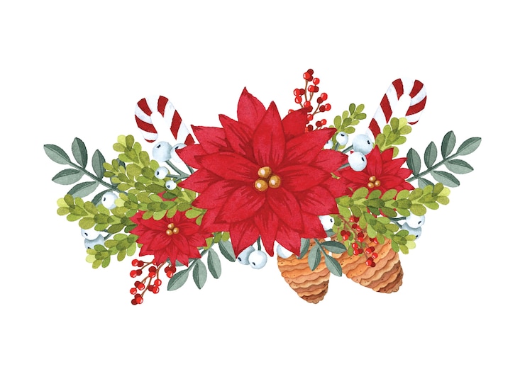 Vecteur bouquet de poinsettia fleur de noël isolé sur blanc