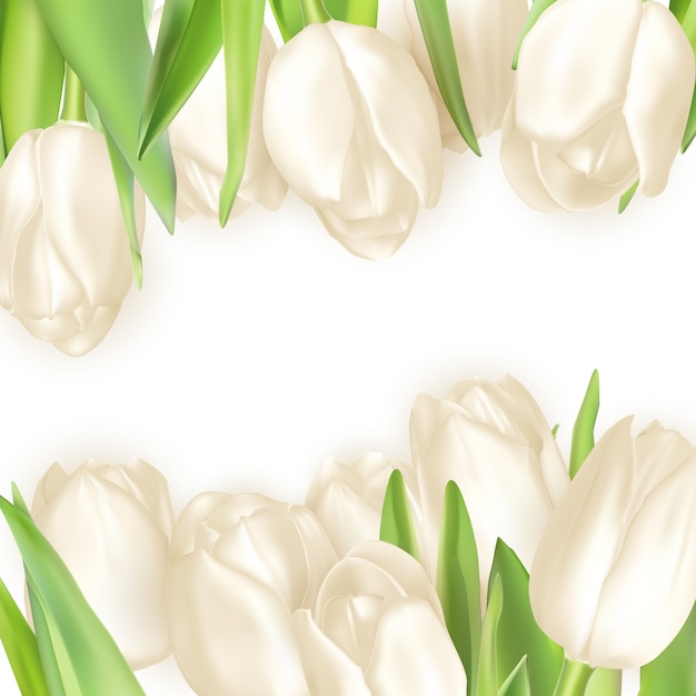 Vecteur bouquet de tulipes blanches.