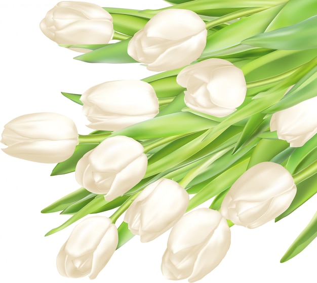 Bouquet De Tulipes Blanches.