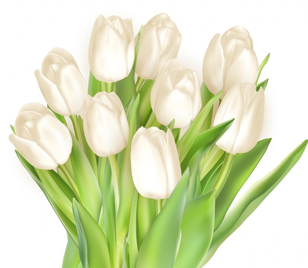 Bouquet de tulipes blanches.