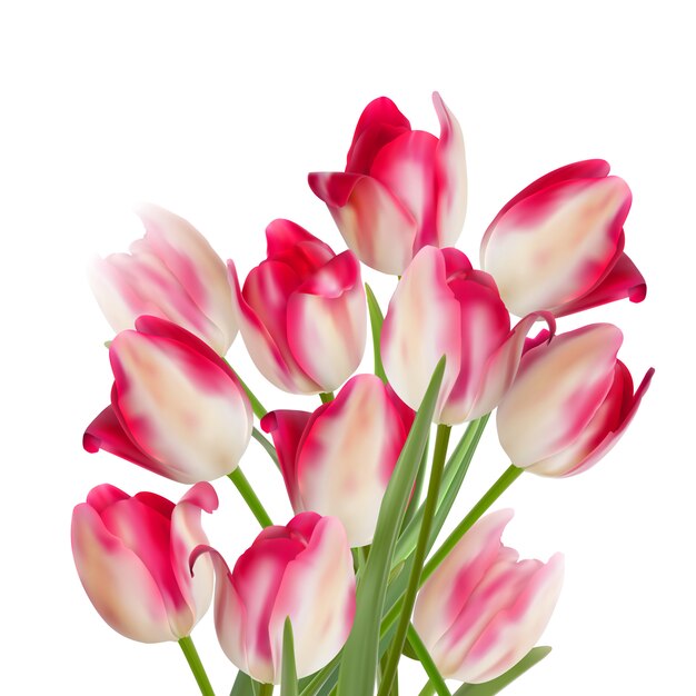 Bouquet De Tulipes Sur Fond Blanc.