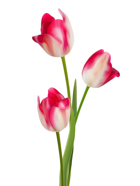 Bouquet De Tulipes Sur Fond Blanc.