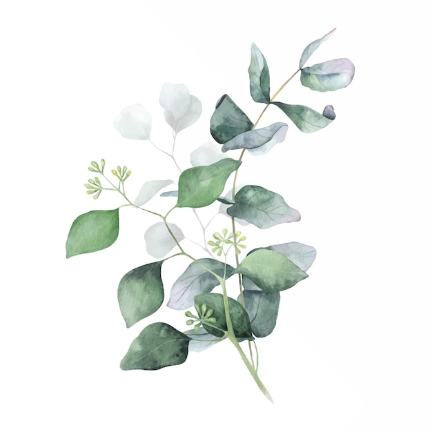 Bouquets de feuilles et branches vertes eucalyptus Illustration florale aquarelle