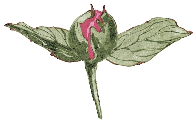 Vecteur bourgeon de pivoine pion aquarelle avec des feuilles vertes isolé sur affiche blanche