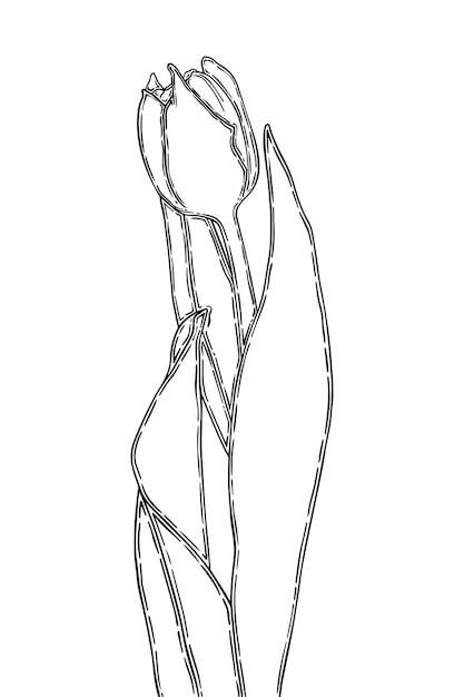 Bourgeon de tulipe avec tige et feuilles fleur doodle linéaire