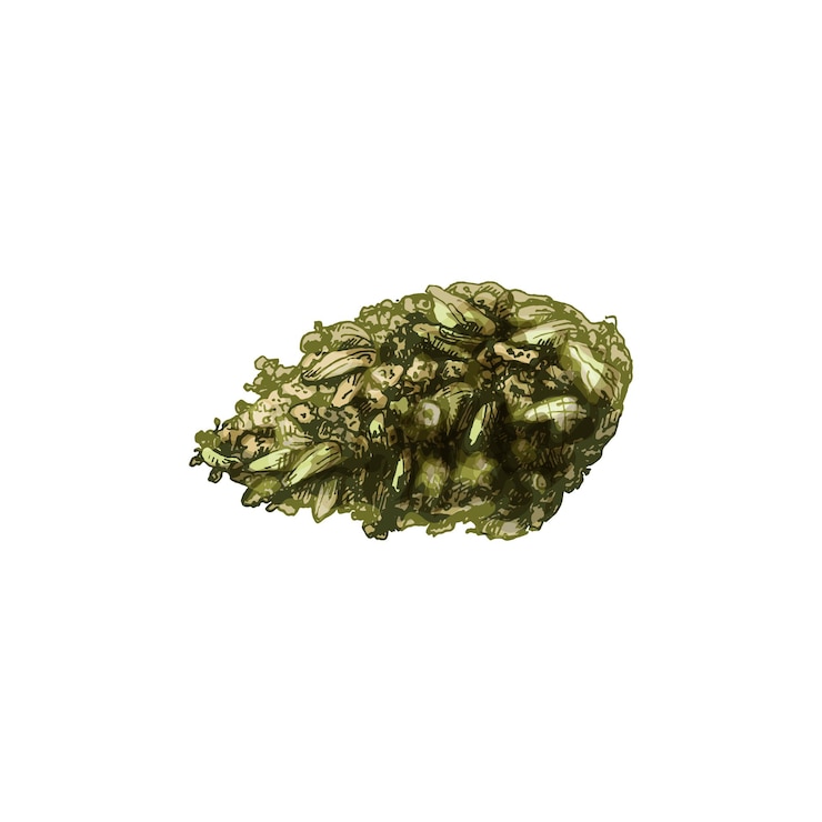Vecteur bourgeons de marijuana. illustration dessinée à la main de couleur d'éclosion de vecteur vintage isolé sur fond blanc