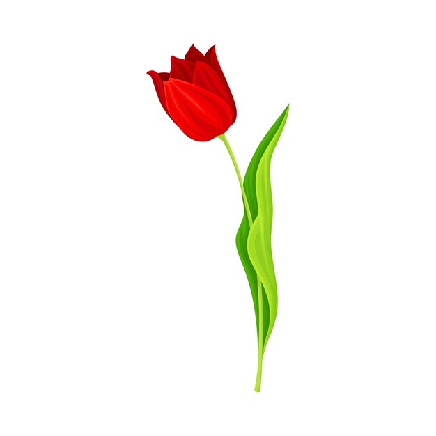 Vecteur bouton de fleur de tulipes rouge ouvert sur tige verte érigée avec illustration vectorielle de lame
