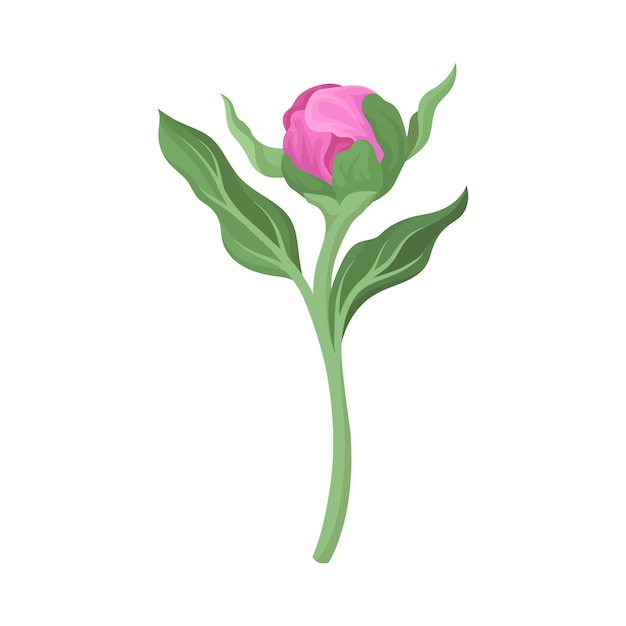Bouton De Pivoine Rose Fermé Sur Une Branche Avec Des Feuilles Illustration Vectorielle Sur Fond Blanc