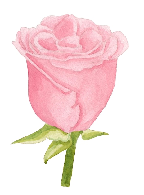 Bouton De Rose Rose Aquarelle