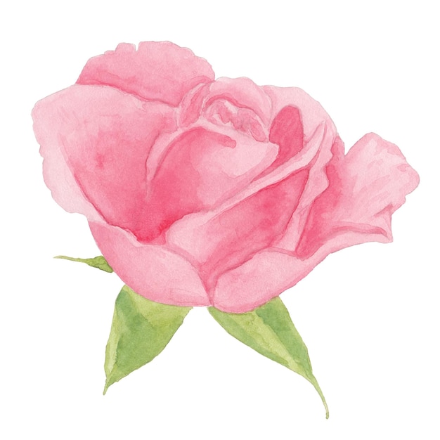 Bouton De Rose Rose Aquarelle