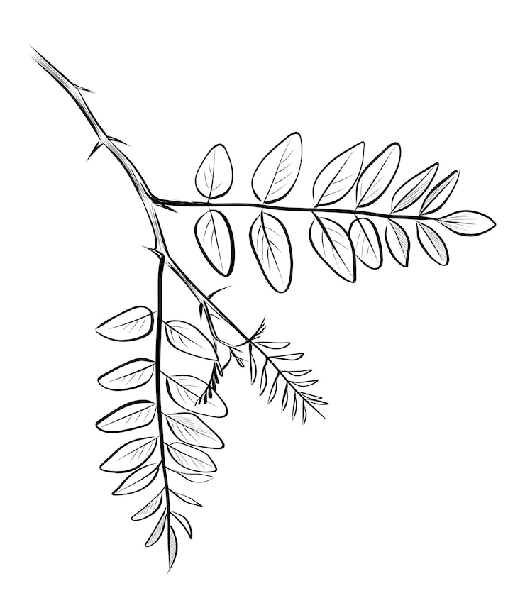 Vecteur branche d'acacia avec feuilles dessinant le vecteur à la main