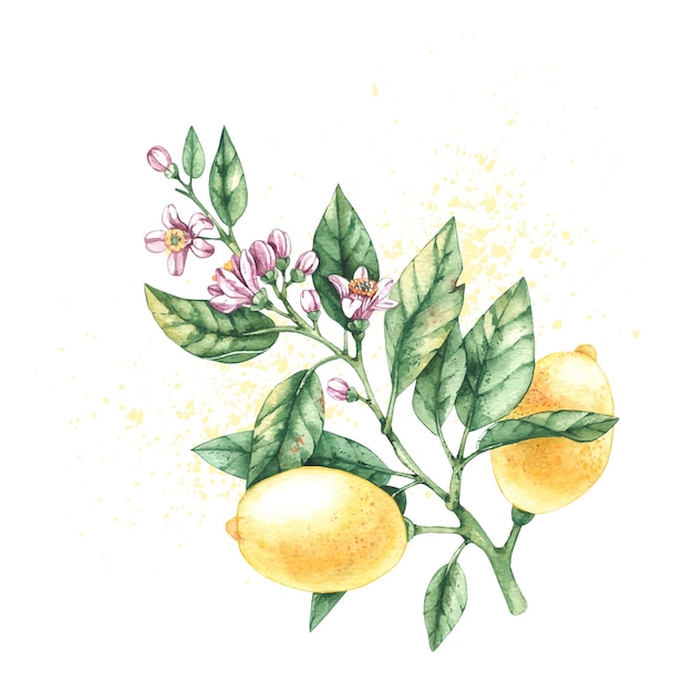 Branche aquarelle de citron