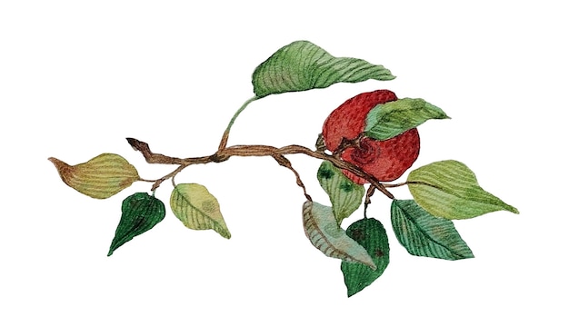Branche aquarelle avec pommes rouges et feuilles vertes Branches de pommier avec fruits et feuilles