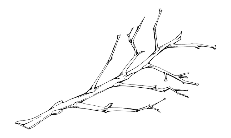 Vecteur branche d'arbre à baies ou d'arbuste sans feuilles au début du printemps, à la fin de l'automne ou en hiver