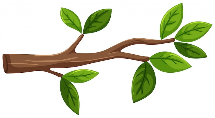 Vecteur branche d&#39;arbre avec des feuilles sur fond blanc