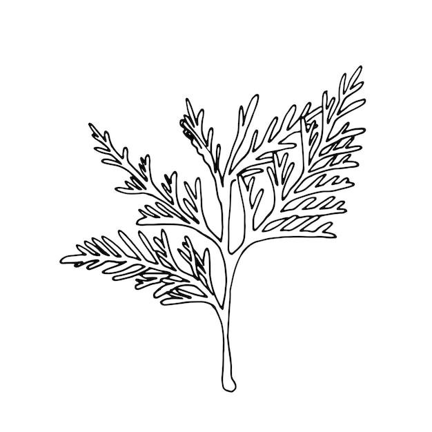 Branche d'arbre de thuya sur fond blanc isoler eps 10 illustration de stock vectoriel hors ligne