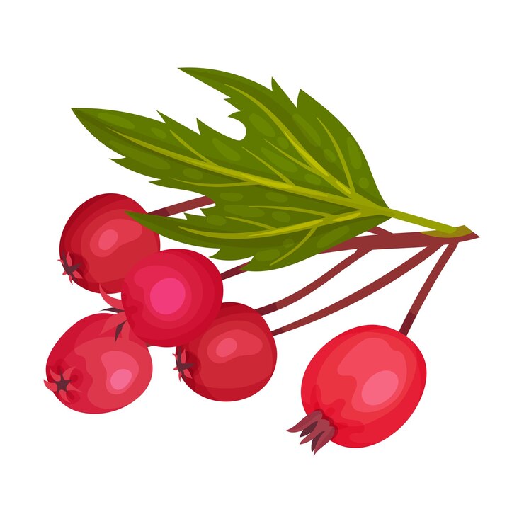 Vecteur branche de baies d'aubergine avec un grappil de petits fruits ronds rouges illustration vectorielle