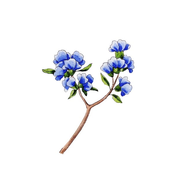 Branche avec de belles fleurs bleu lilas et feuilles isolées sur fond blanc. Aquarelle