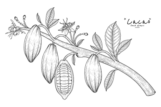 Vecteur branche de cacao avec des feuilles de fruits et des fleurs illustration dessinée à la main