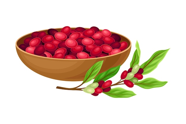 Vecteur branche de café avec des fruits comestibles mûrs dans une illustration vectorielle de bol