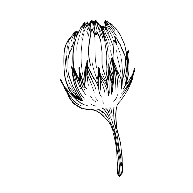 Branche de calendule dessinée à la main ligne dessinée illustration sur fond blanc