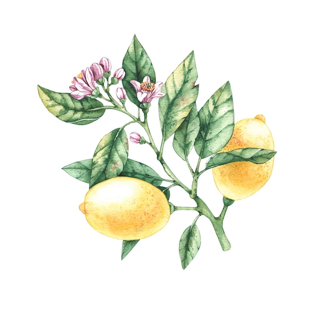 Branche de citron aquarelle