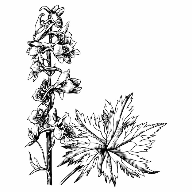 Vecteur branche de delphinium elatum