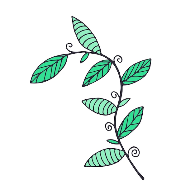 Branche dessinée à la main avec des feuilles isolées sur fond blanc Illustration de croquis de doodle décoratif coloré Élément floral vectoriel